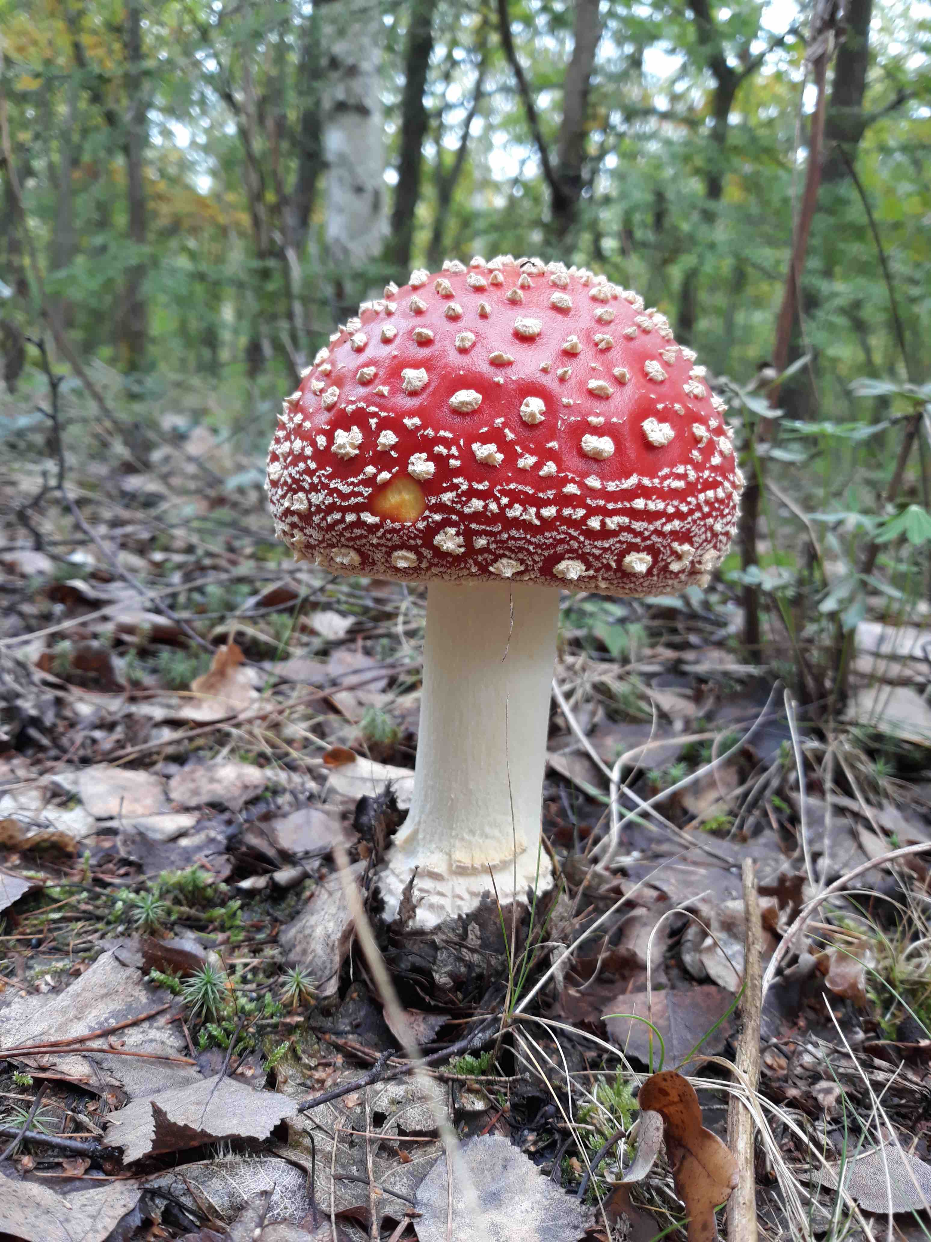 Mushroom