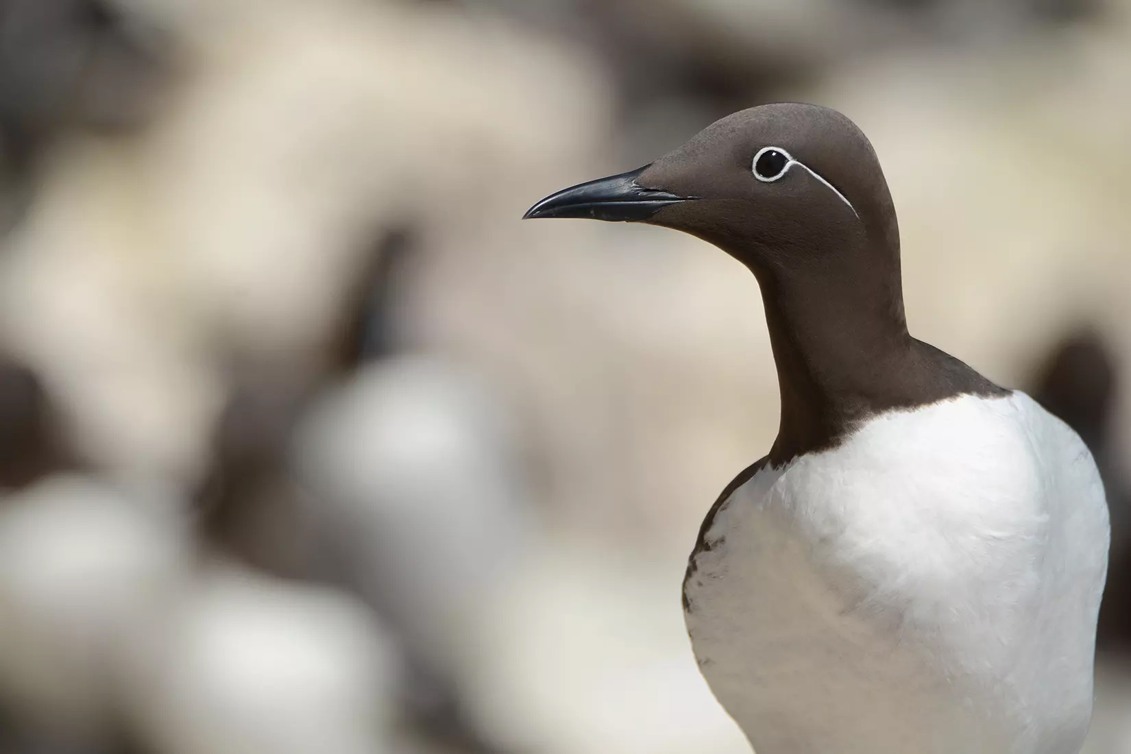 guillemot