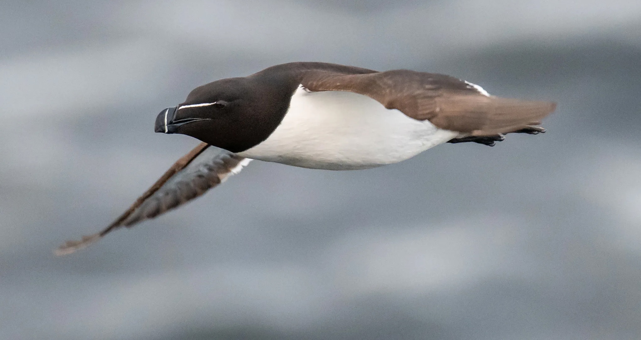 razorbill