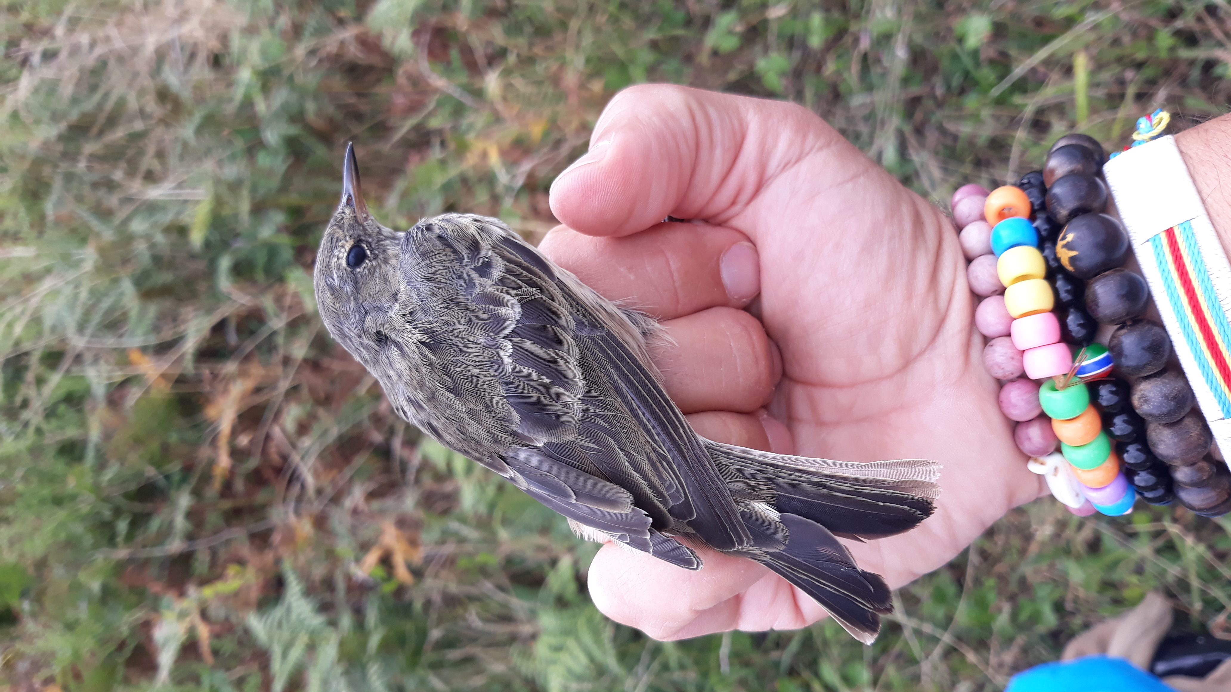 bird in hand