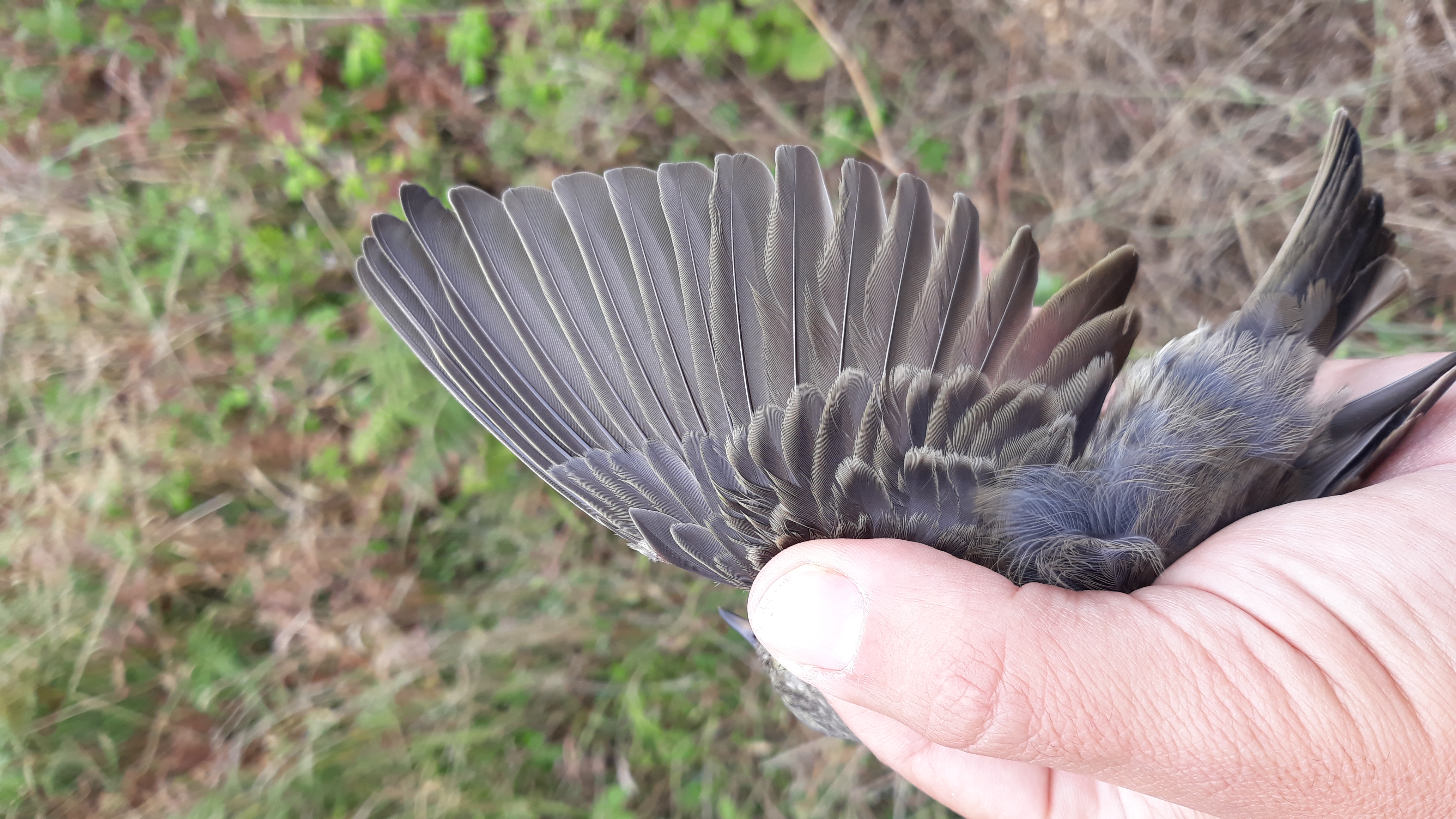 wing moulting pattern