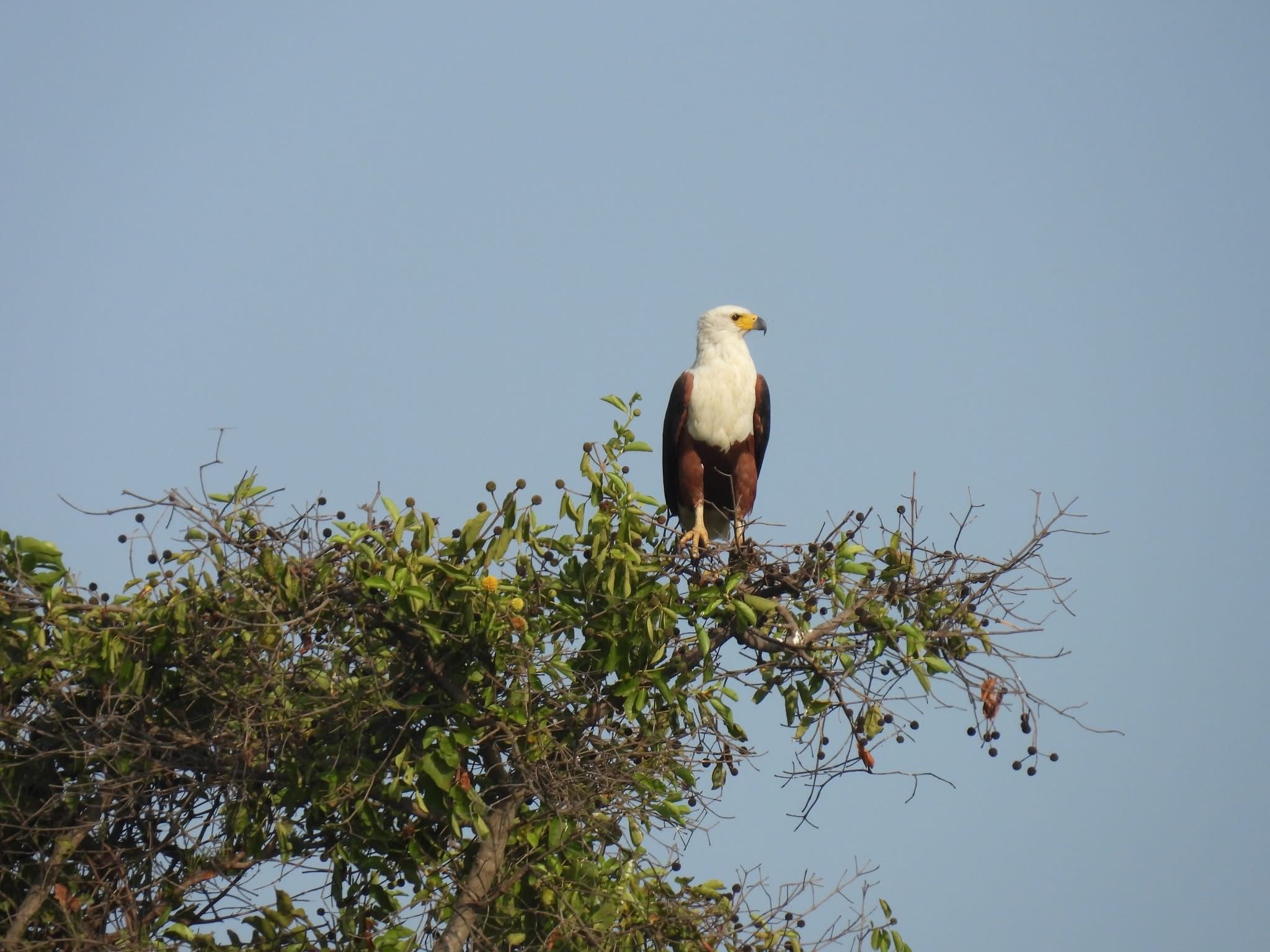 African Fish Eagle