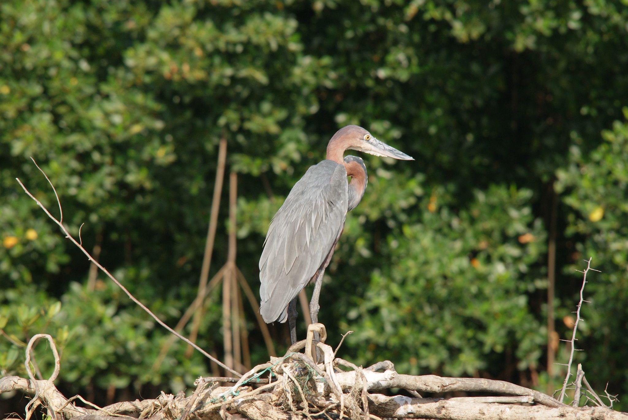 Goliath Heron