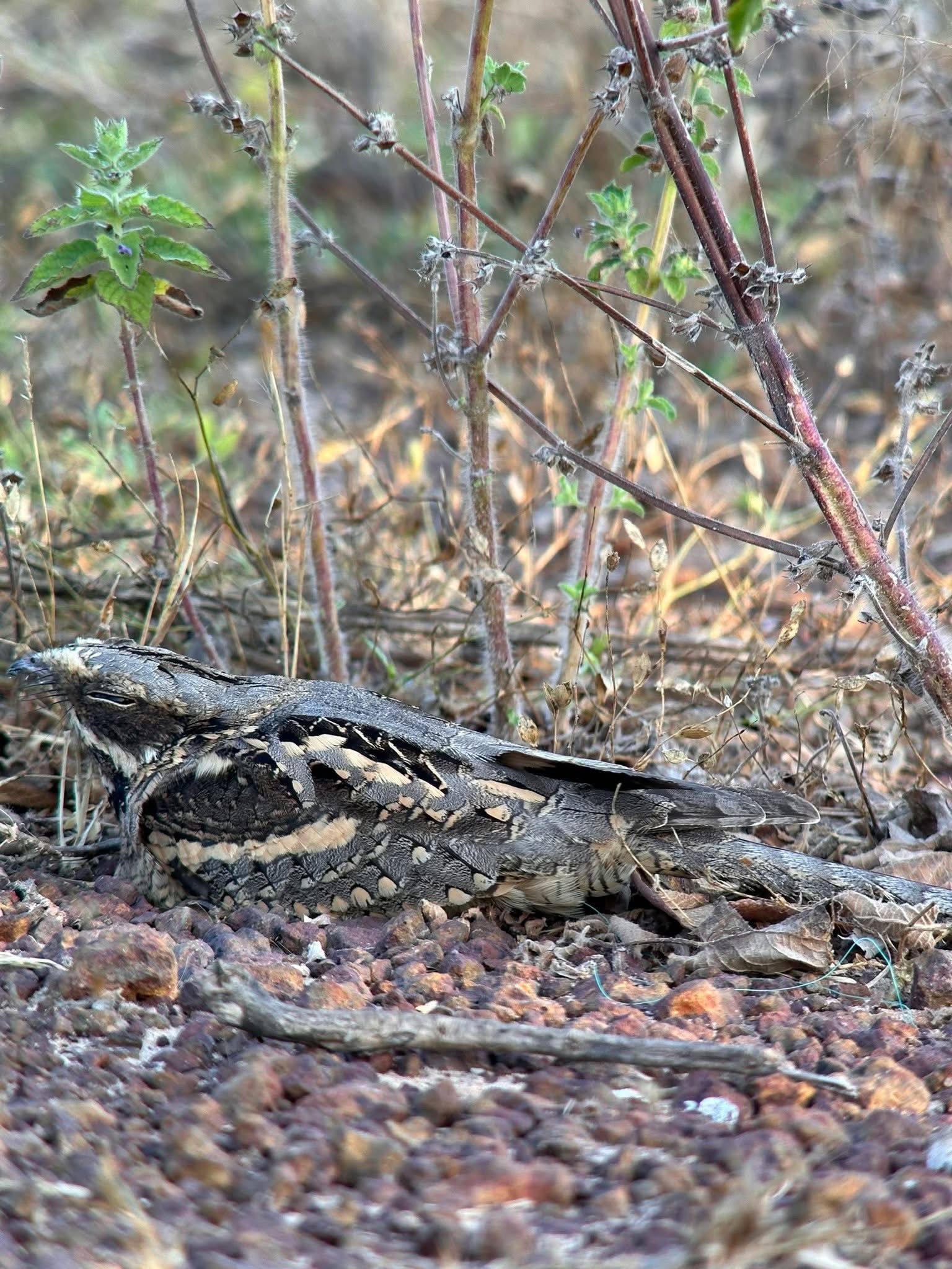 Long-tailed nightjar