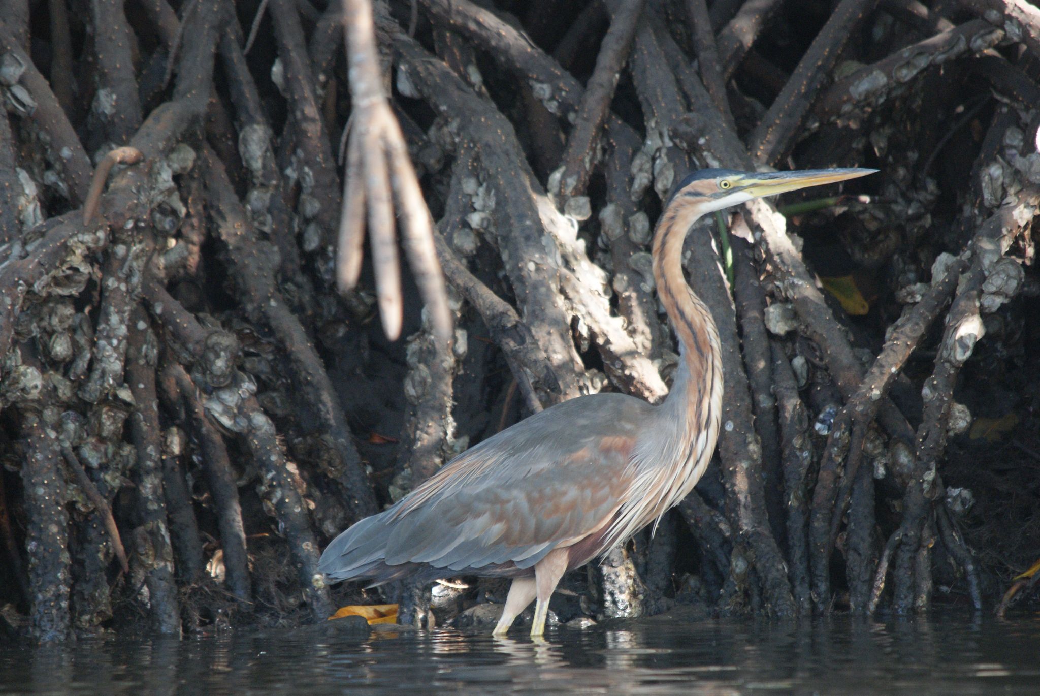 Purple Heron