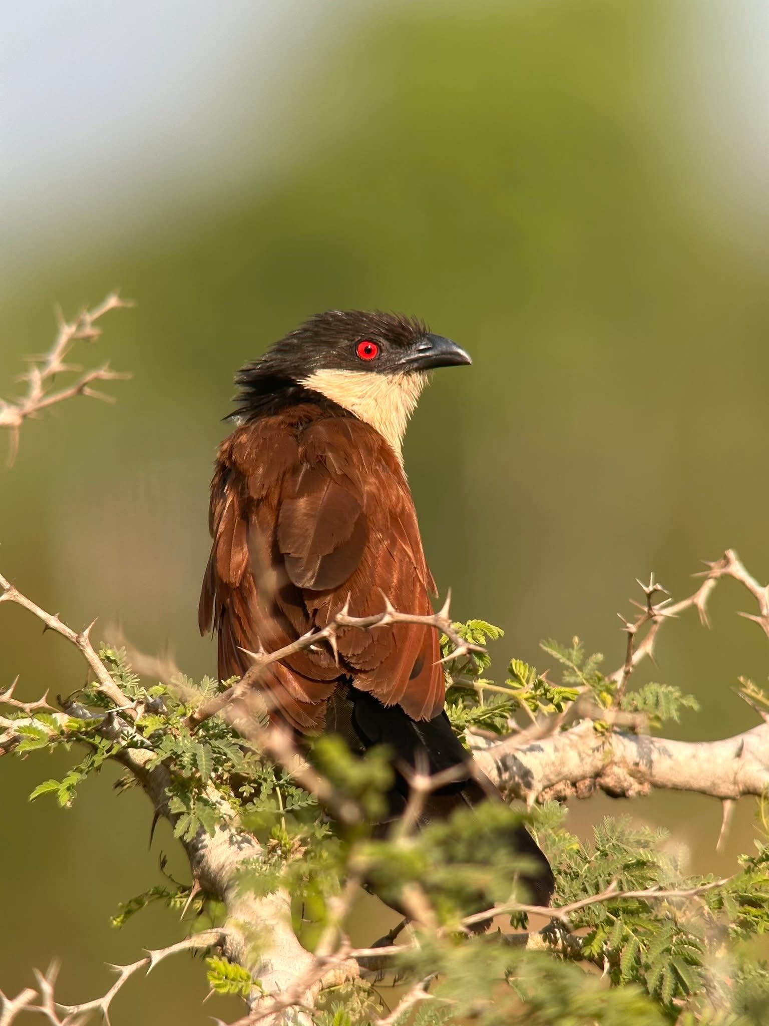 Senegal Coucal