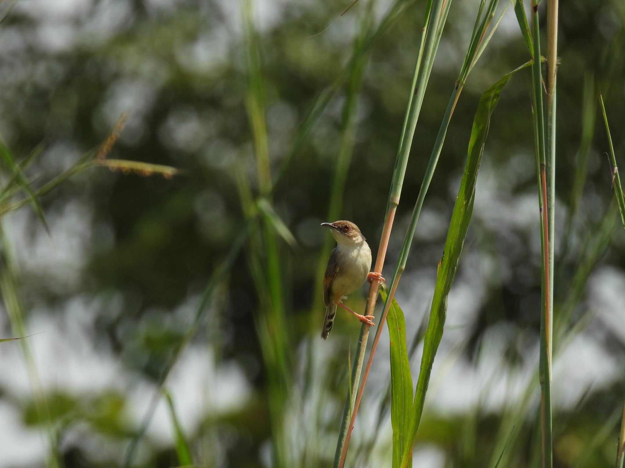 Singing Cisticola