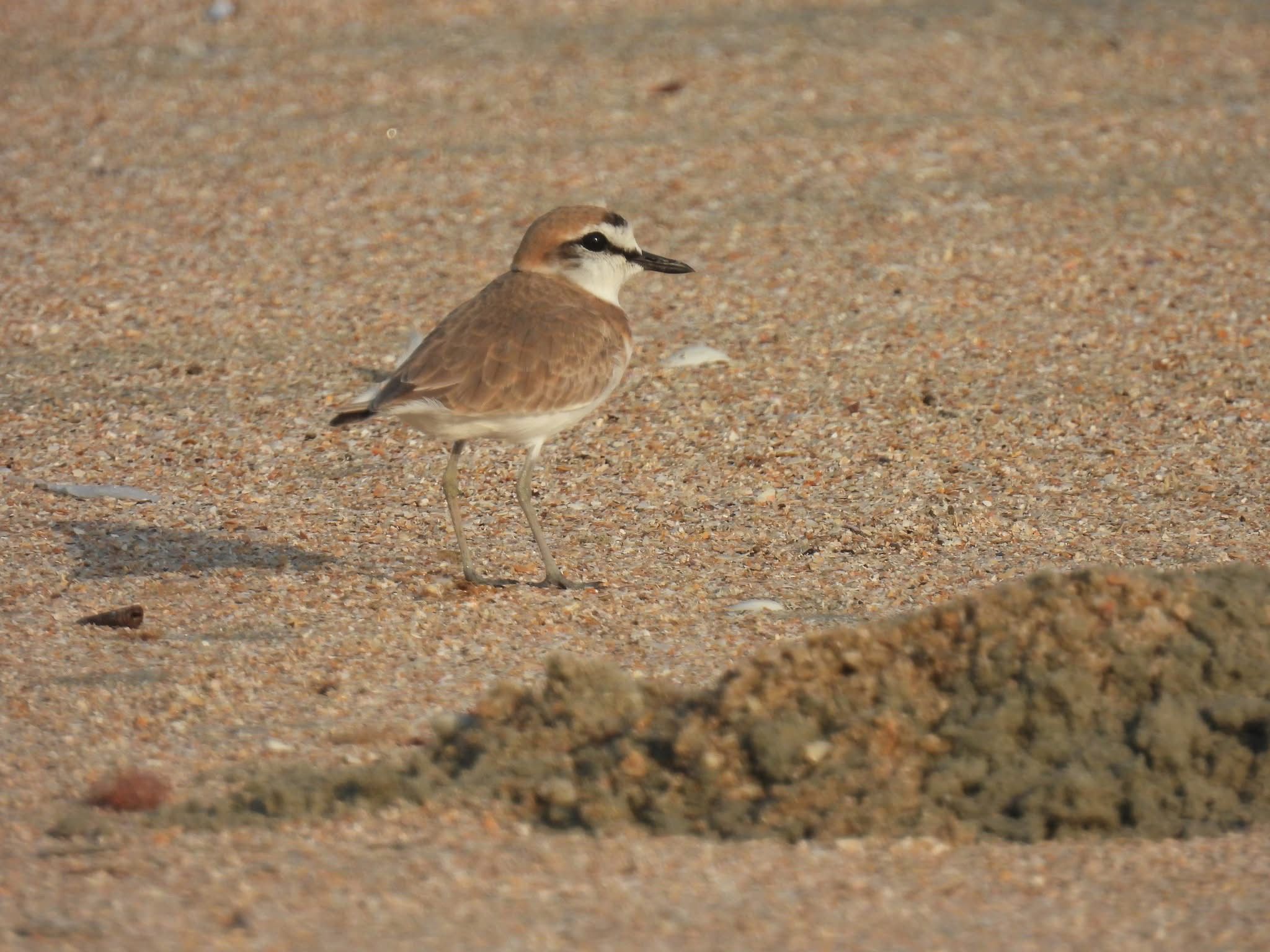 White-fronted plover